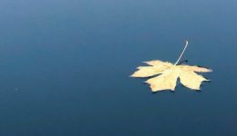 yellow leaf floating ont top of water