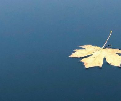 yellow leaf floating ont top of water