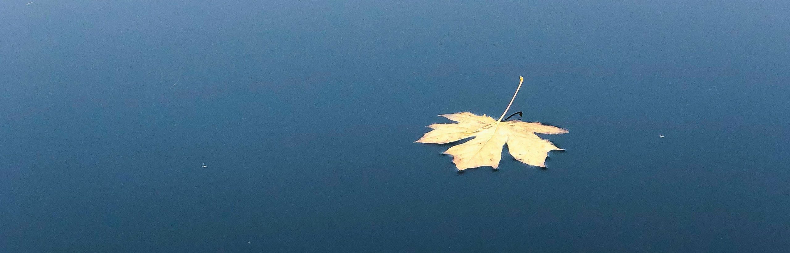 yellow leaf floating ont top of water